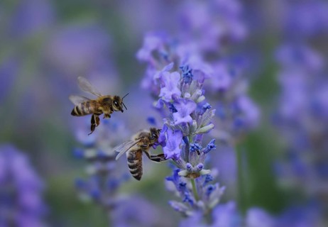 Lavender (Lavandula angustifolia), with honey bees (Apis mellifera), a bee approaching,