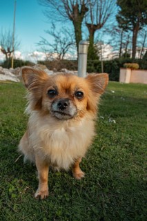 Brown long-haired Chihuahua looks into the camera, Sirmione, Lake Garda, Italy, Europe