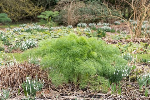 Fennel (Foeniculum vulgare)
