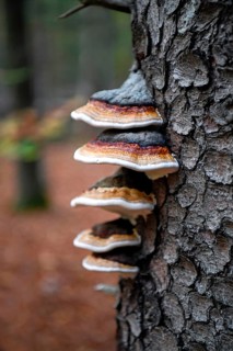 Red banded polypore (Fomitopsis pinicola), several fruiting bodies on spruce, Mühlheim, North