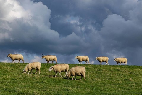 Sheep on the dyke in front of clouds, Nordstrand, Nordfriesland, Schleswig-Holstein, Germany,