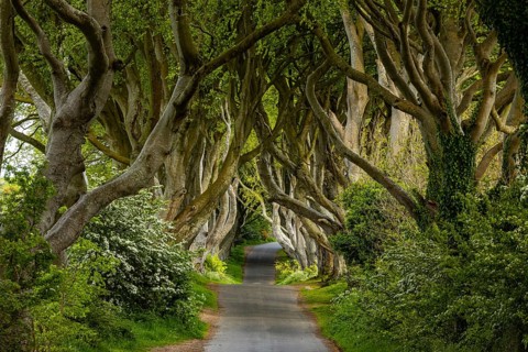 The Dark Hedges, Northern Ireland, UK