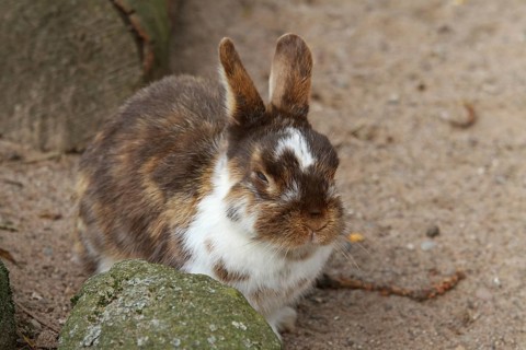 Zwergkaninchen mit getrübtem Auge