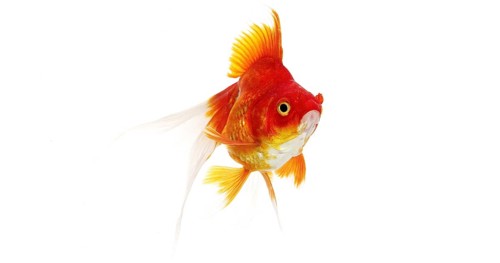 Ryukin Goldfish (carassius auratus), Adult Against White Background