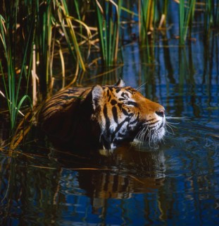 Royal Bengal Tiger (Panthera tigris tigris)