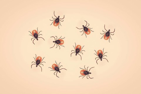 Ticks on a yellow background