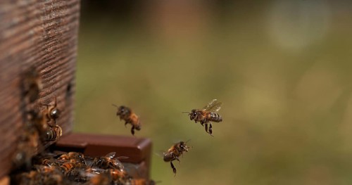European Honey Bee (apis mellifera), Bees Going To The Hive, Insects in Flight, Return Of Boot, Bee