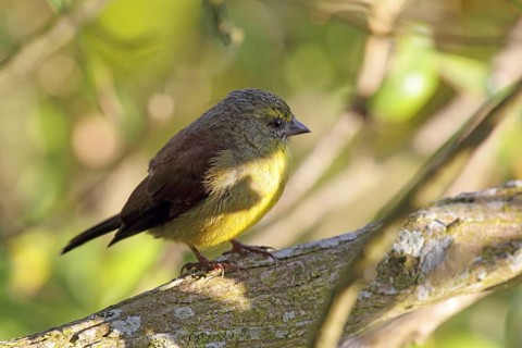 Cape Siskin (Serinus tottus) in a bush at Cape Point in Table Mountain National Park, South Africa,