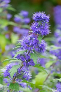 Clandon (Caryopteris x clandonensis) beard flower, variety 'Blauer Spatz', Münsterland, North