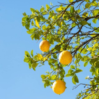 Lemon. Ripe Lemons Hanging on a Lemon tree. Growing Lemon