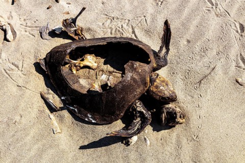 Dead sea turtle (Cheloniidae) in the sand on the beach of La Bocana, Baja de Hualtulco, South