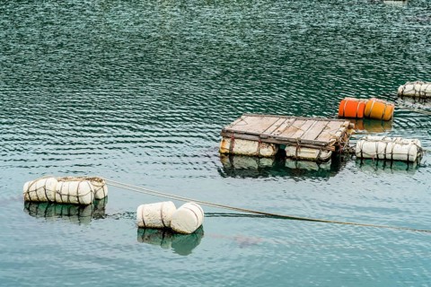 Styrofoam floats and wooden dock floating in water, South Korea, Asia
