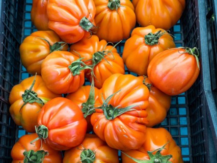 Tomatoes, freshly harvested vegetables, farmers' market in Maddalena, Isola La Maddalena, Sardinia,