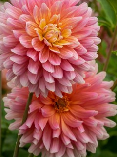 Pink-yellow chrysanthemums in macro shot lying on top of each other, Legden, Münsterland,