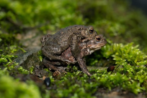 Common toad (Bufo bufo), pair on the way to the spawning waters, night shot, Velbert, North