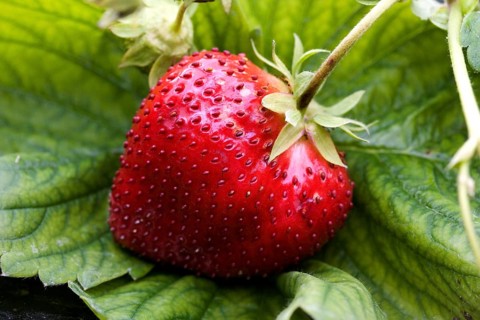 Strawberry (fragaria vesca), Garden in Normandy