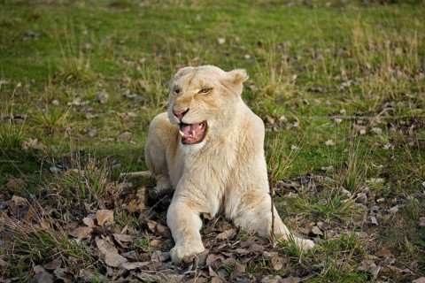 WHITE LION (panthera leo) krugensis, FEMALE SNARLING, THREAT POSTURE