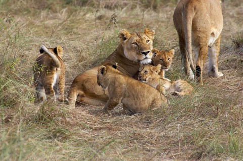 African Lion (panthera leo), Mother with Cub, Masai Mara Park in Kenya