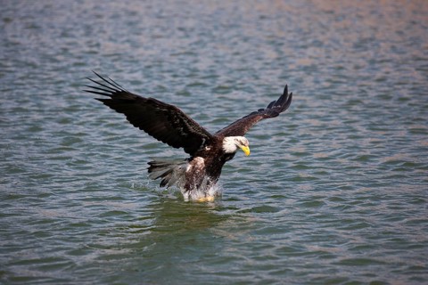 BALD EAGLE (haliaeetus leucocephalus), JUVENILE IN FLIGHT, FISHING