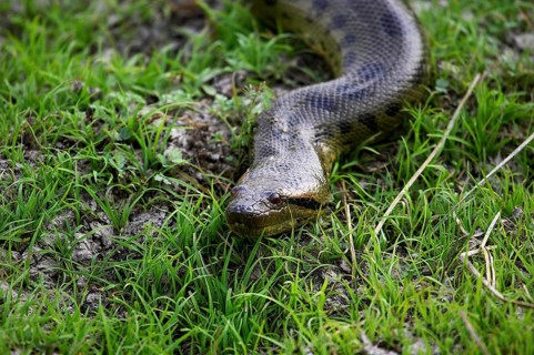 Green Anaconda (eunectes murinus), Adult standing on Grass, Los Lianos in Venezuela
