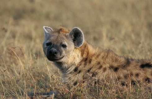 Spotted Hyena (crocuta crocuta), Adult laying on Grass, Masai Mara Park in Kenya