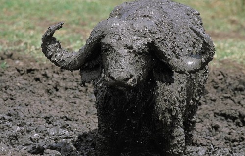 African Buffalo (syncerus caffer), Adult having Mud Bath, Serengeti Park in Tanzania