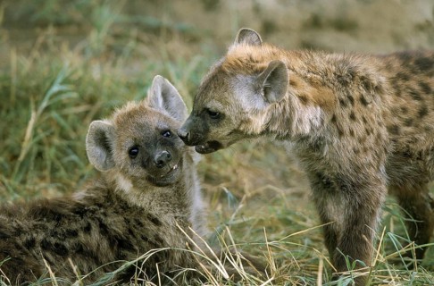 SPOTTED HYENA (crocuta crocuta), CUB, KENYA