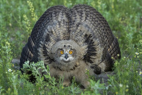 Youngster Eurasian eagle-owl (Bubo bubo) Lower Saxony, Germany, Europe