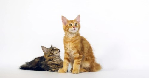 Brown Tortie Blotched Tabby and Cream Blotched Tabby Maine Coon Domestic Cat, Kittens against White