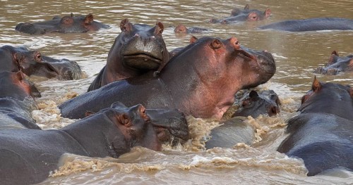 Hippopotamus (hippopotamus amphibius), Group standing in River, Masai Mara park in Kenya