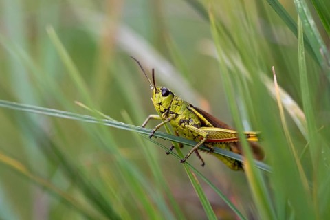 Large marsh grasshopper (Stethophyma grossum), sitting on blade of grass, Murnauer moss nature