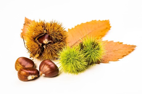 Ripe chestnuts close up. Raw Chestnuts for Christmas Autumn time. Chestnuts in Austria