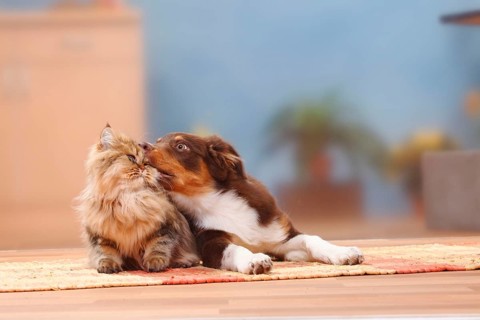 Australian Shepherd, red-tri, 5 months, puppy, and British Longhair, British Longhair cat,