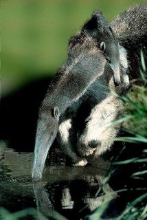 Giant Anteater (Myrmecophaga tridactyla), female carrying young, Giant Anteater, female carrying