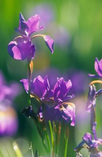 Iris in the backlight
