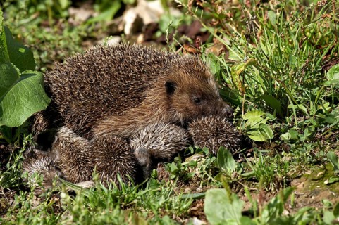 European Hedgehog (erinaceus europaeus), Female with youngs, Normandy