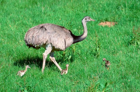 American Rhea (Rhea americana), male with greater rhea