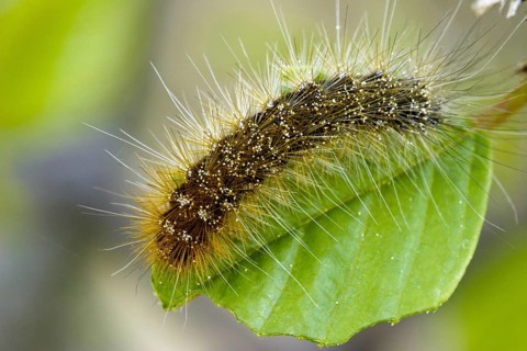 Garden tiger moth (Arctia caja), caterpillar, Lüneburger Heide, Lower Saxony, Germany, Europe
