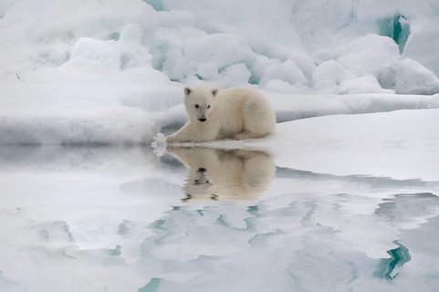 Polar bear (Thalassarctos maritimus), young, Spitsbergen, Svalbard Archipelago, Barents Sea, polar