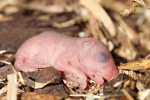 Yellow-necked Mouse (Apodemus flavicollis), newborn young, Lower Saxony, Germany, Europe