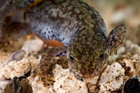 Alpine newt (Triturus alpestris), female