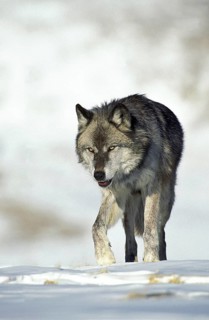 North American mackenzie valley wolf (canis lupus occidentalis), adult on snow, Canada, North