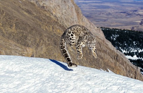 Snow leopard or ounce, uncia uncia, adult jumping on snow