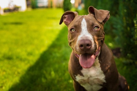 Young American Staffordshire pitbull dog outdoors in summer day