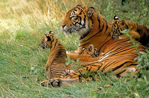 Sumatran tiger (panthera tigris sumatrae), FEMALE LYING WITH DICE ON GRASS