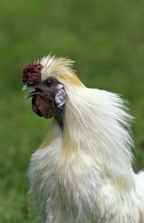 Negre Soie cock, French breed