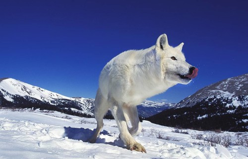 ARCTIC WOLF (canis lupus tundrarum), ADULT ON SNOW, LICKING NOSE