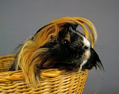 Guinea Pig (cavia porcellus) standing in Basket