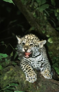 Jaguar (panthera onca), Cub snarling