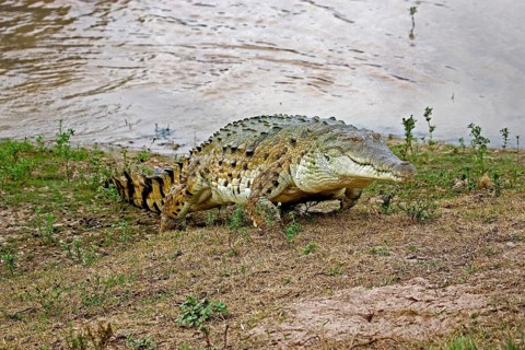 ORINOCO CROCODILE (crocodylus intermedius), ADULT EMERGING FROM RIVER, LOS LIANOS IN VENEZUELA